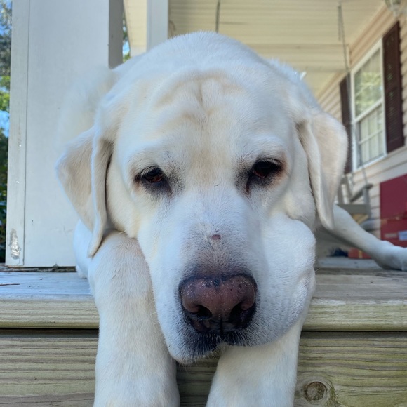 Meet your Posher, Lyl's - Picture 1 of 1